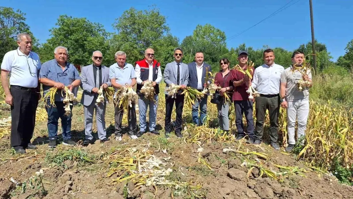 zonguldakta-makineli-sarimsak-hasadi-geri-donusum-sagladi-TttviiJt.jpg