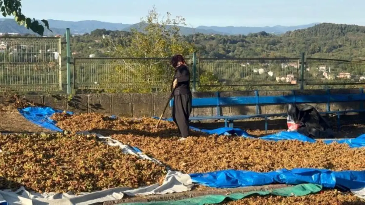 findik-fiyatlari-suratle-yukseliyor-300-tlye-ulasabilir-TdOa3dpw.jpg