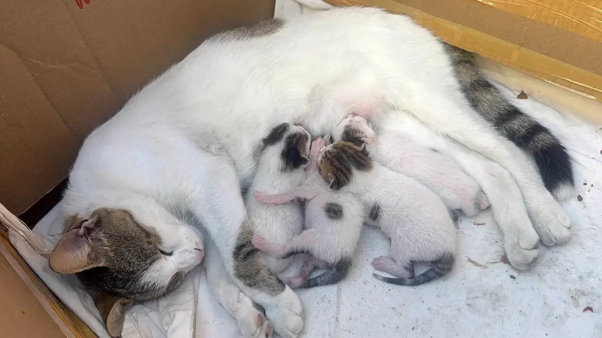 taksi-duraginda-kedi-anne-ve-yavrularina-sahip-cikildi-NBtb3Xf5.jpg
